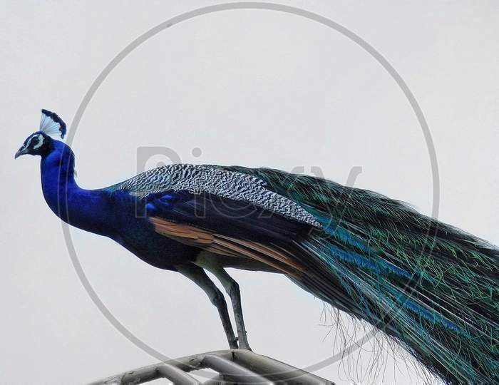 Standing peacock
