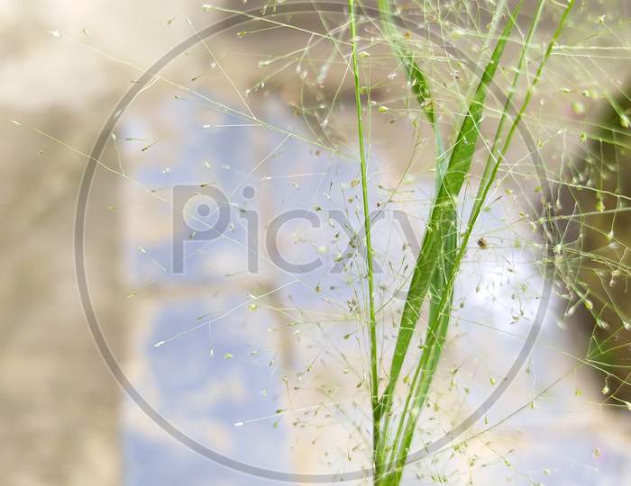 Closeup View Of Nice Young Green Grass Plant With Blurred Background