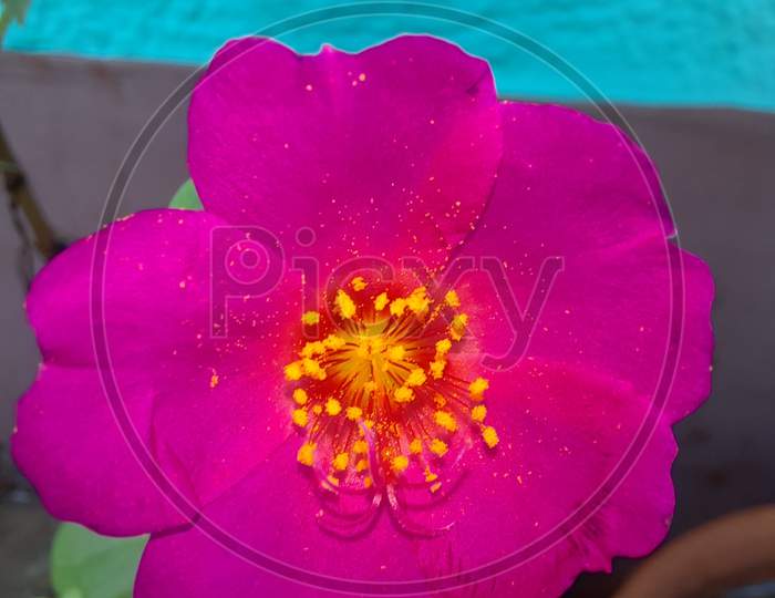 Macro pink grass flower