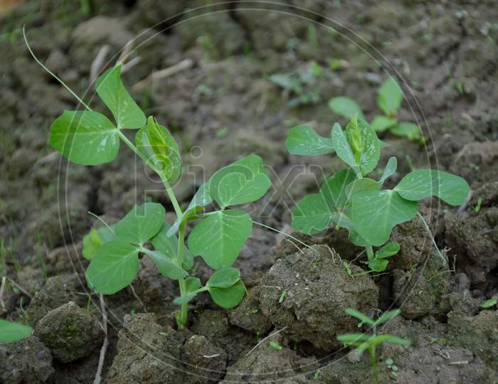 The Small Ripe Green Peas Plant Seedlings In The Garden.