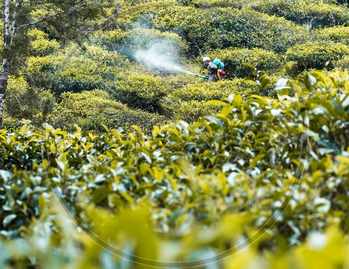 Portrait view of a male tea estate worker spraying disinfectant in a tea plantation using a motor pump in Meppadi Wayanad, Kerala.