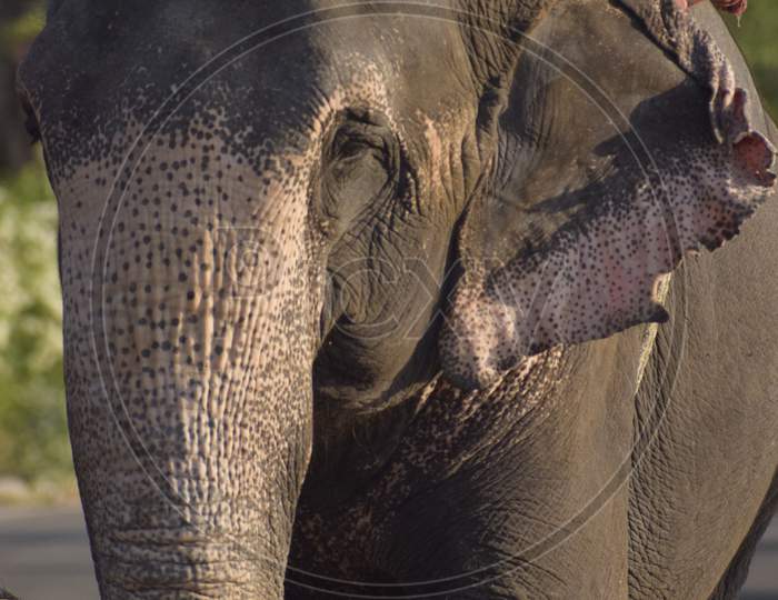 Asian elephant in jaipur