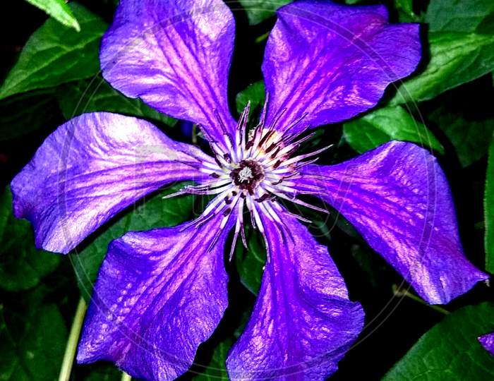 Purple,blue,violet flower