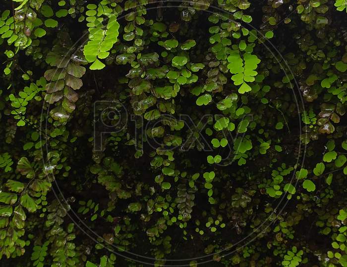 Wall Full Of Green Vegetation, Rainy Season