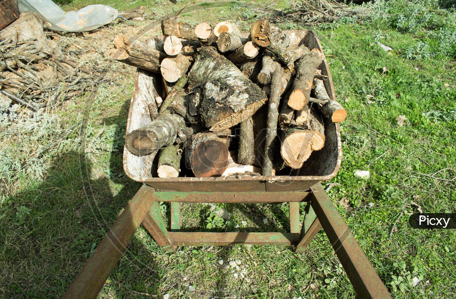 An Old Rusty Wheelbarrow Loaded With Dry Chopped Firewood In A Pile Stands On The Ground With Green Grass.