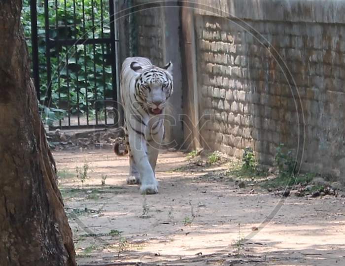angry  tiger in zoo of india