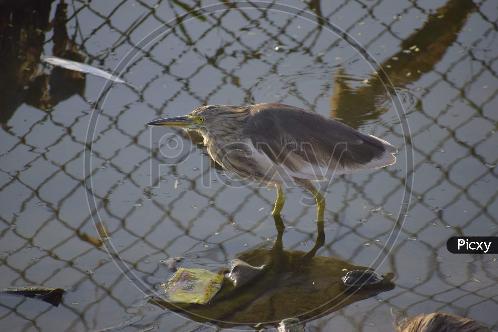 water birds found in jaipur india