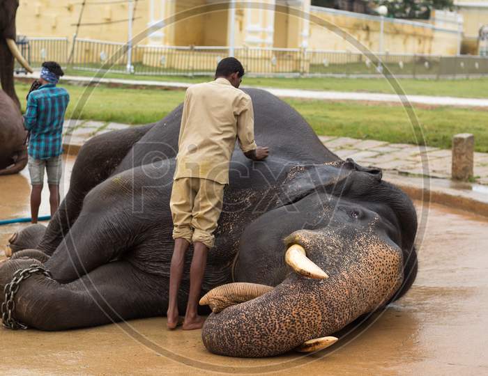A Royal Elephant is being Massaged  by the Mahout inside Palace premises during the Dasara Festival at Mysuru in Karnataka/India.