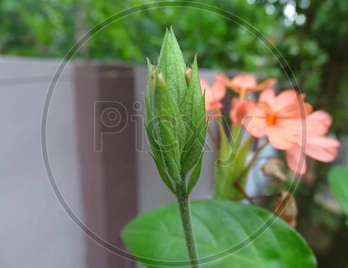Flowers leaf
