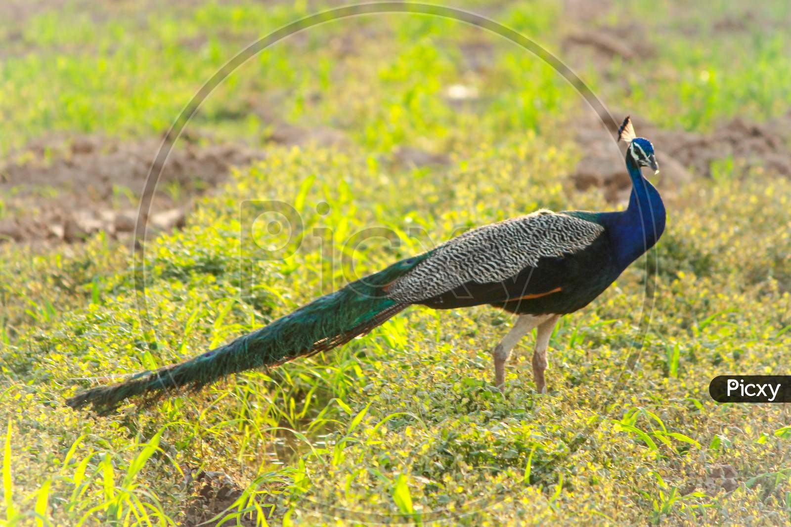 Beautiful indian national bird peacock