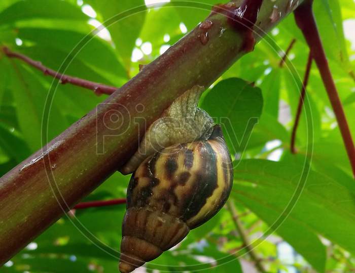 Snail on Tapioca plant