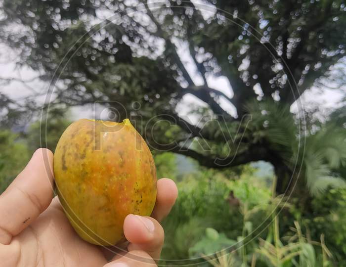 Hold mango in hand