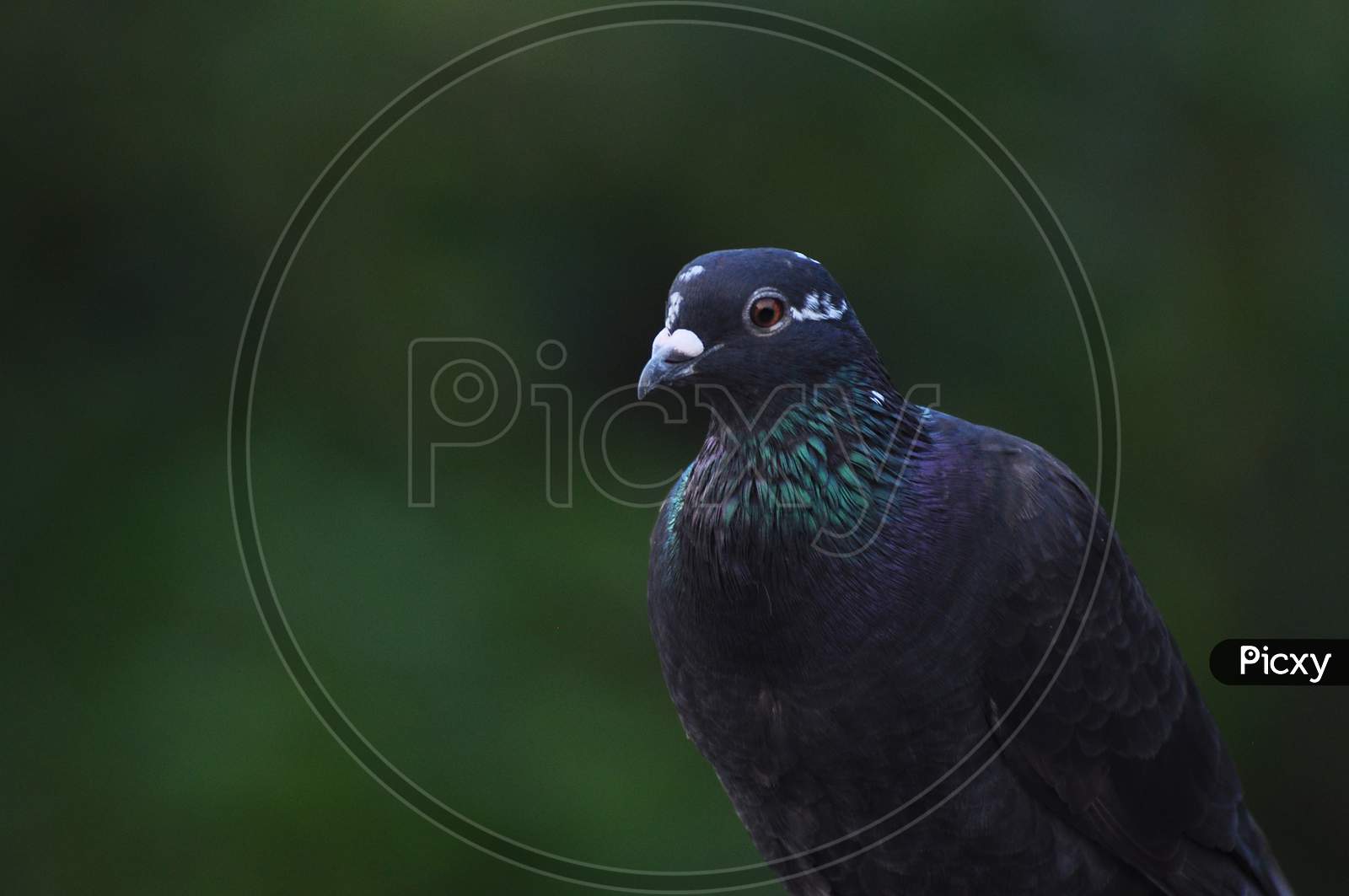 A black colored feral pigeon on a vibrant green background