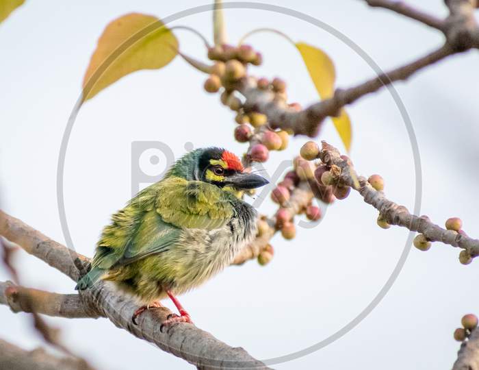 Coppersmith Barbet On A Tree