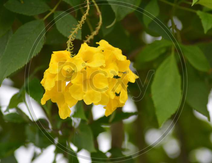Yellow flower - Tecoma stans