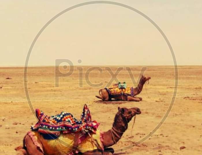 Relaxing camel in the desert