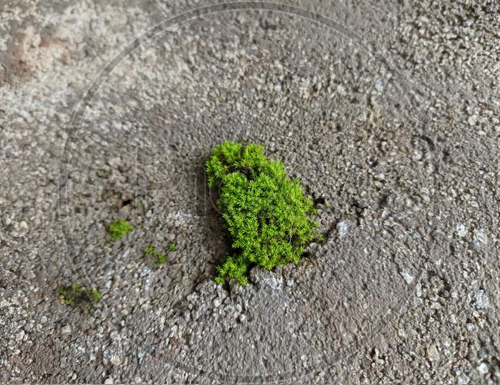Green Moss On A Concrete Surface, Moss On A Dried Cement Wall