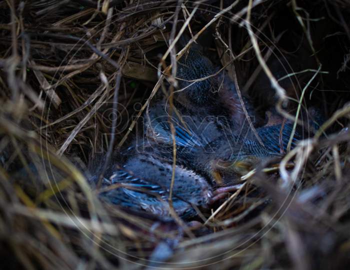 Nestlings In A Nest Waiting For Its Mother For Food