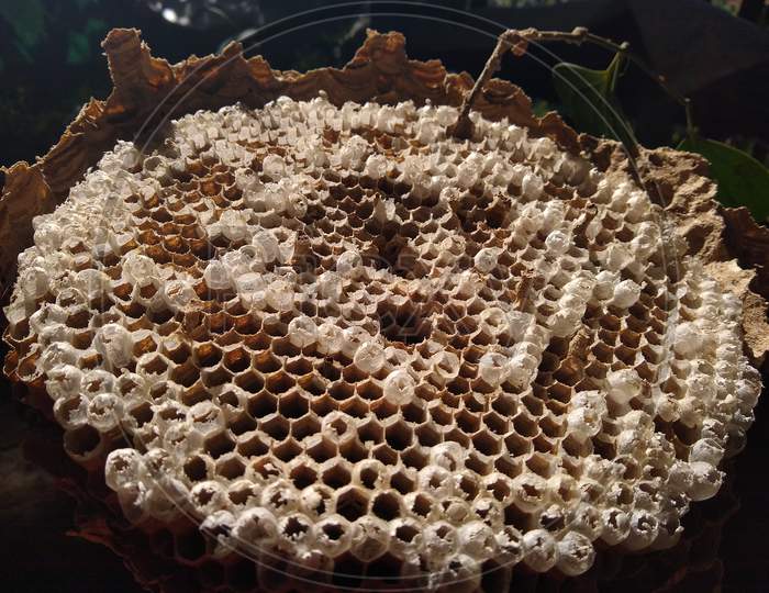 Honey comb, close-up view of the beehive