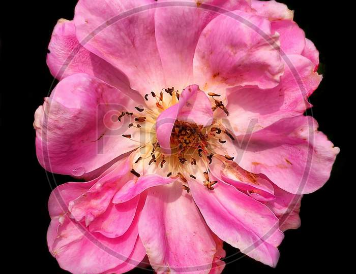 Close-up shot of a rose