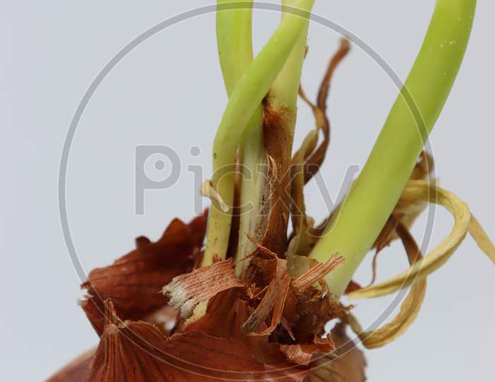 Allium Cepa- Onion