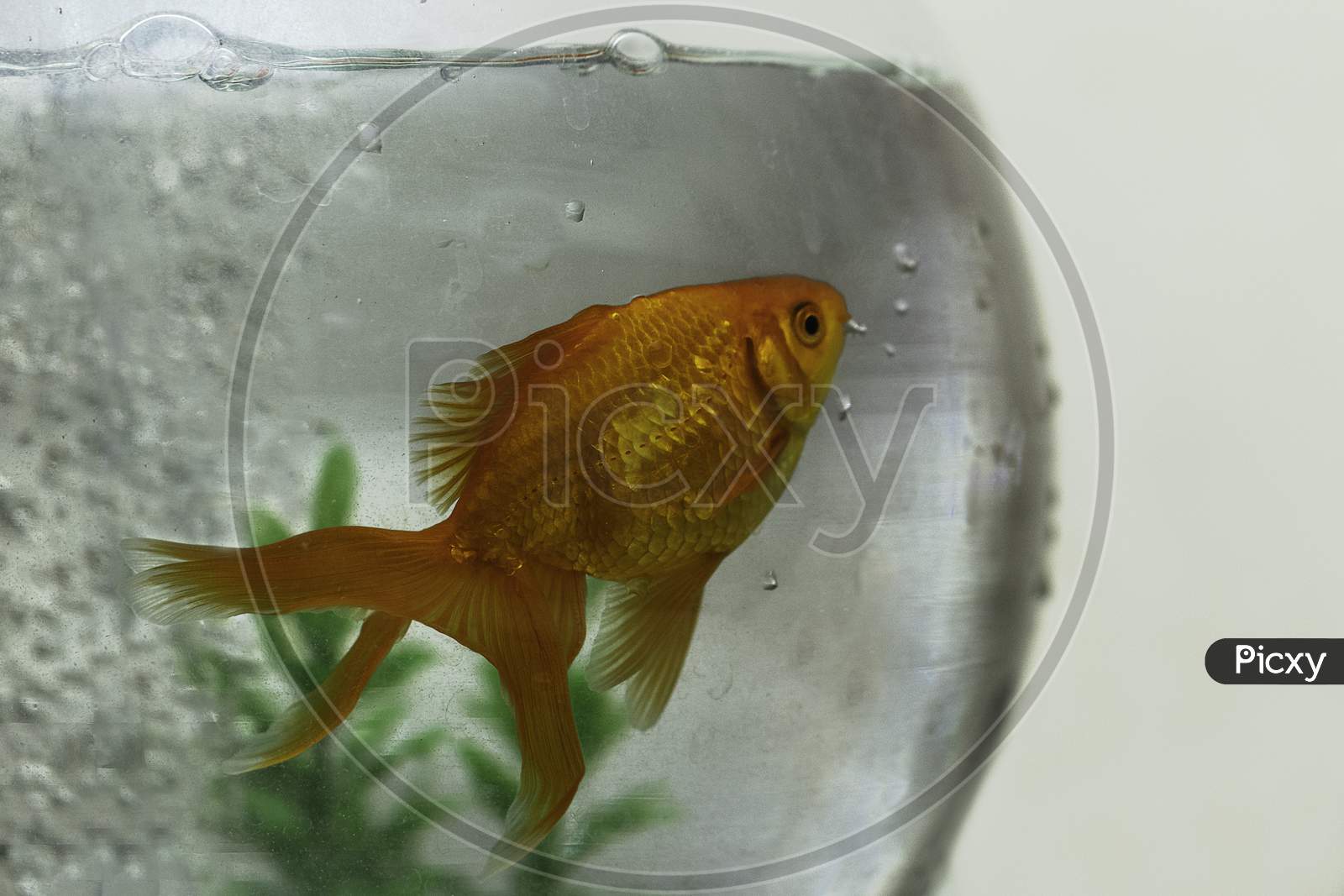 Golden Fish In Bowl