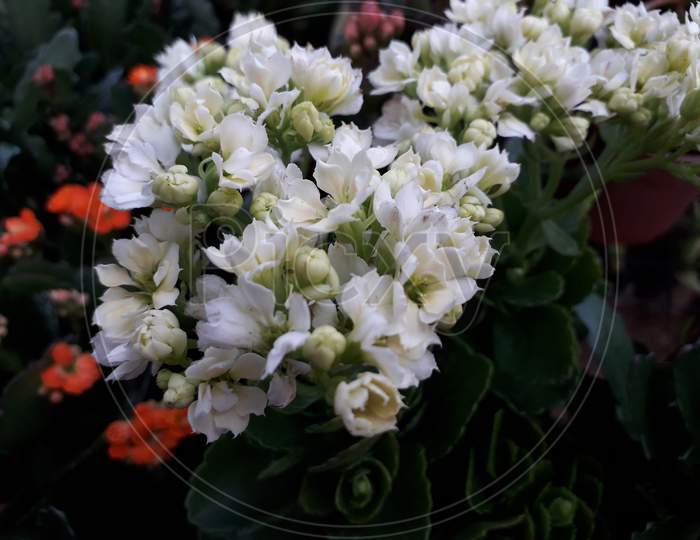 flower photography,vadodara-2018