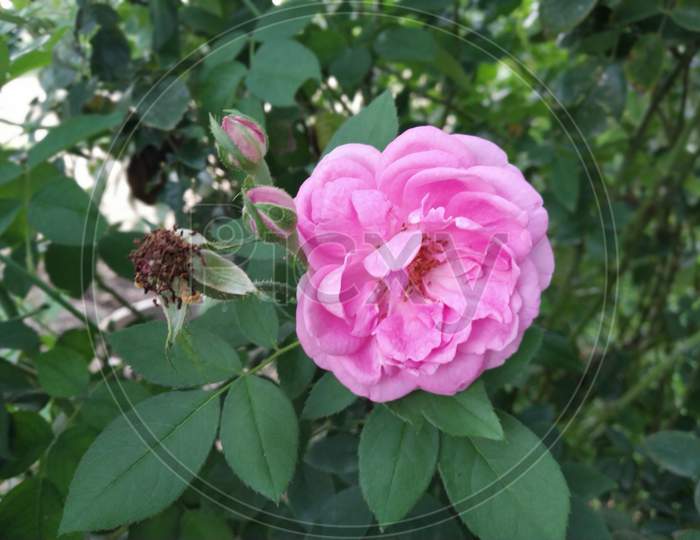 Pink Rose Surrounding By Leafs