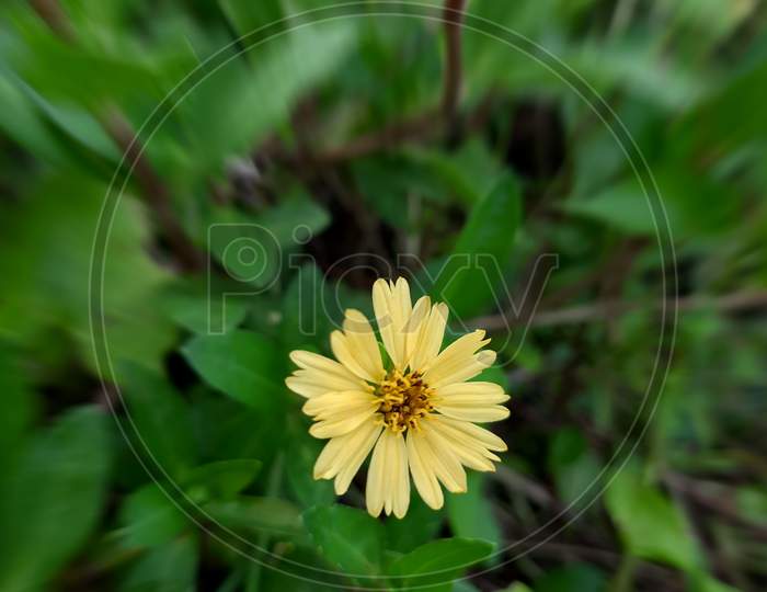 Unknown grass flower