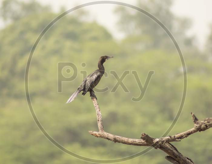 Black Bird - Little Cormorant
