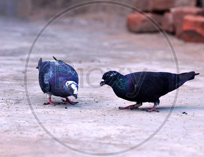 Two black colored feral pigeons eating nuts