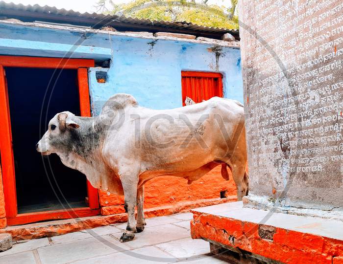 Bull in front of door