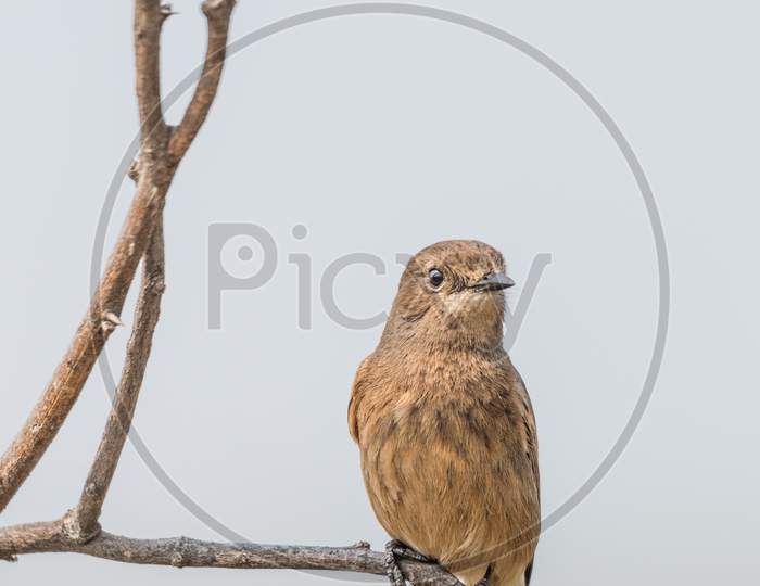 Female Pied Bushchat Perched And Watching