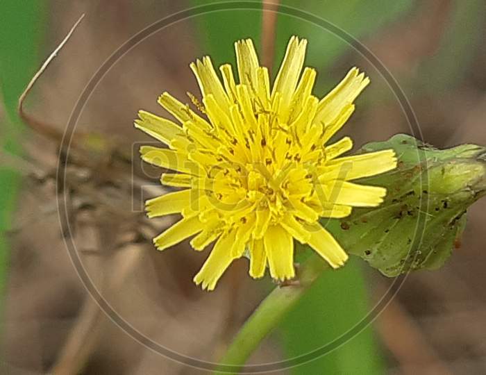 The yellow flower in blurred backhround