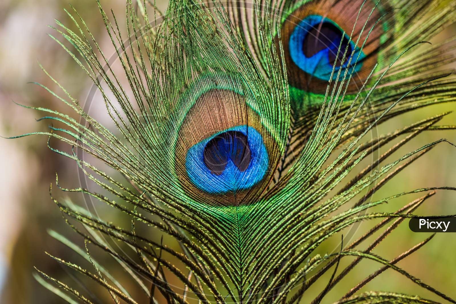 Peacock Tail Eye Brighten Uo On Sun Light