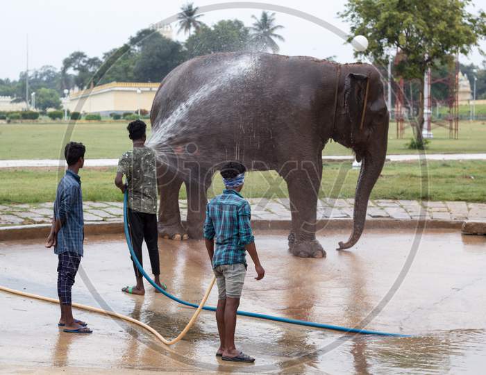 A Pleasant view of Mahouts or Elephant handlers giving a Shower to the Pachyderm in the Palace premises for the upcoming Dasara festival at Mysuru in Karnataka/India.