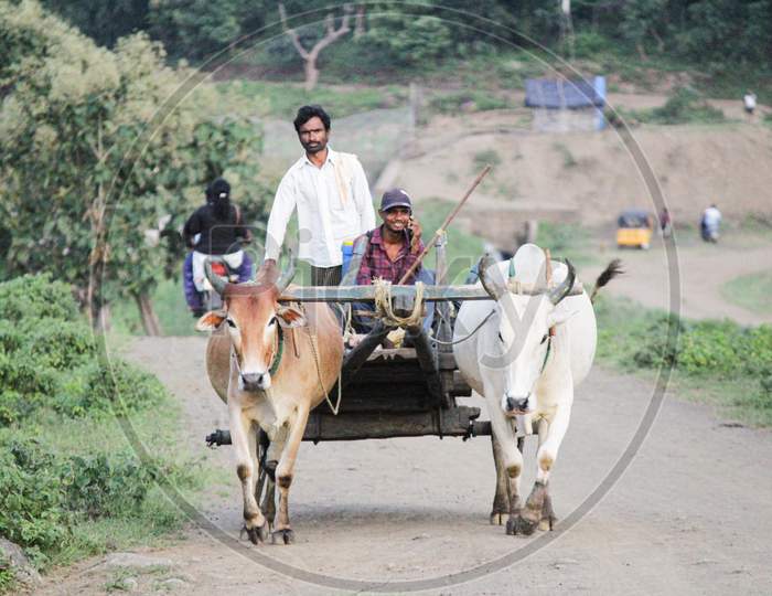 Tribals Vehicle bull cart