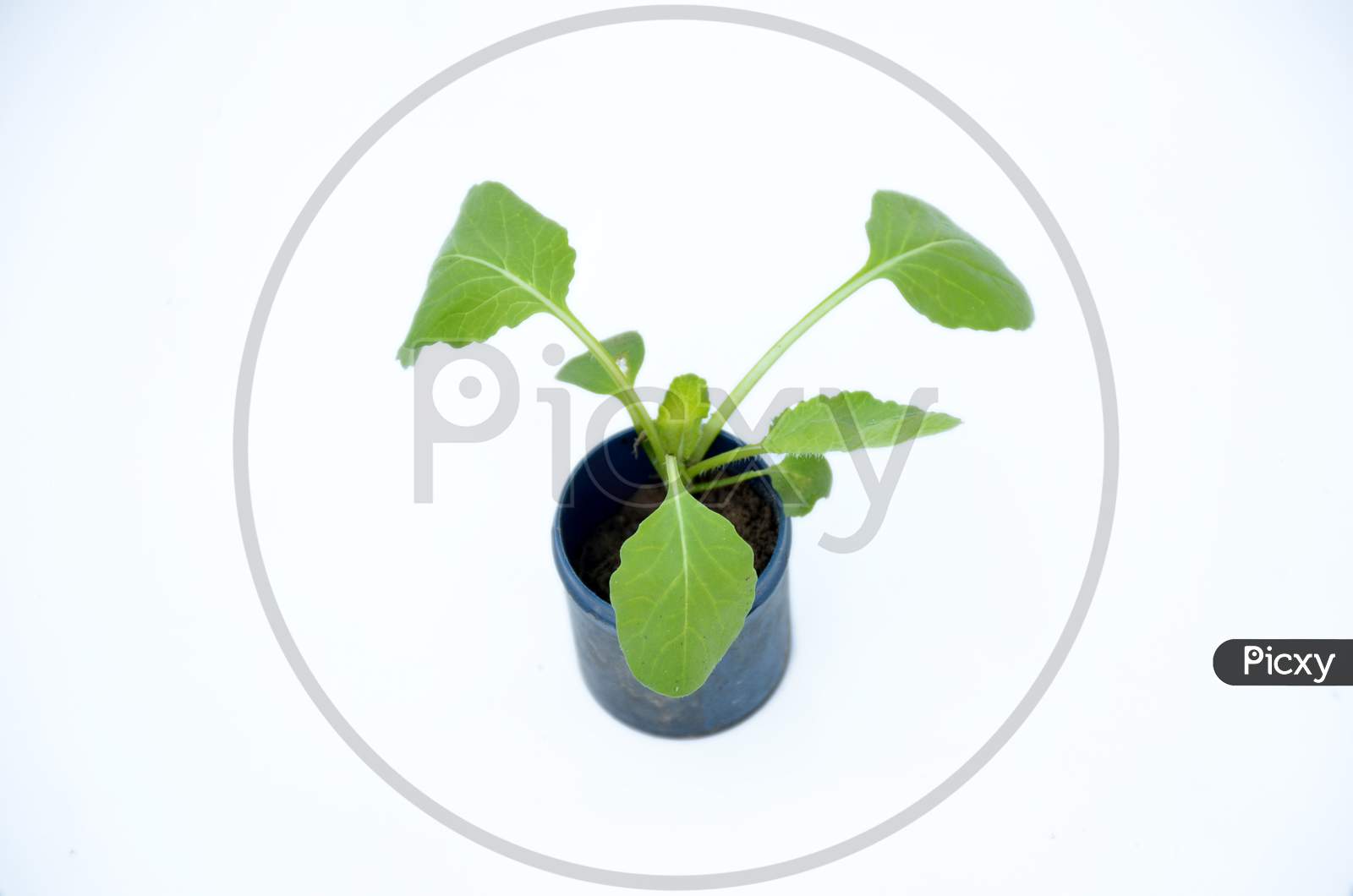 The Ripe Green Spinach Seedlings In Plastic Pot Isolated On White Background.
