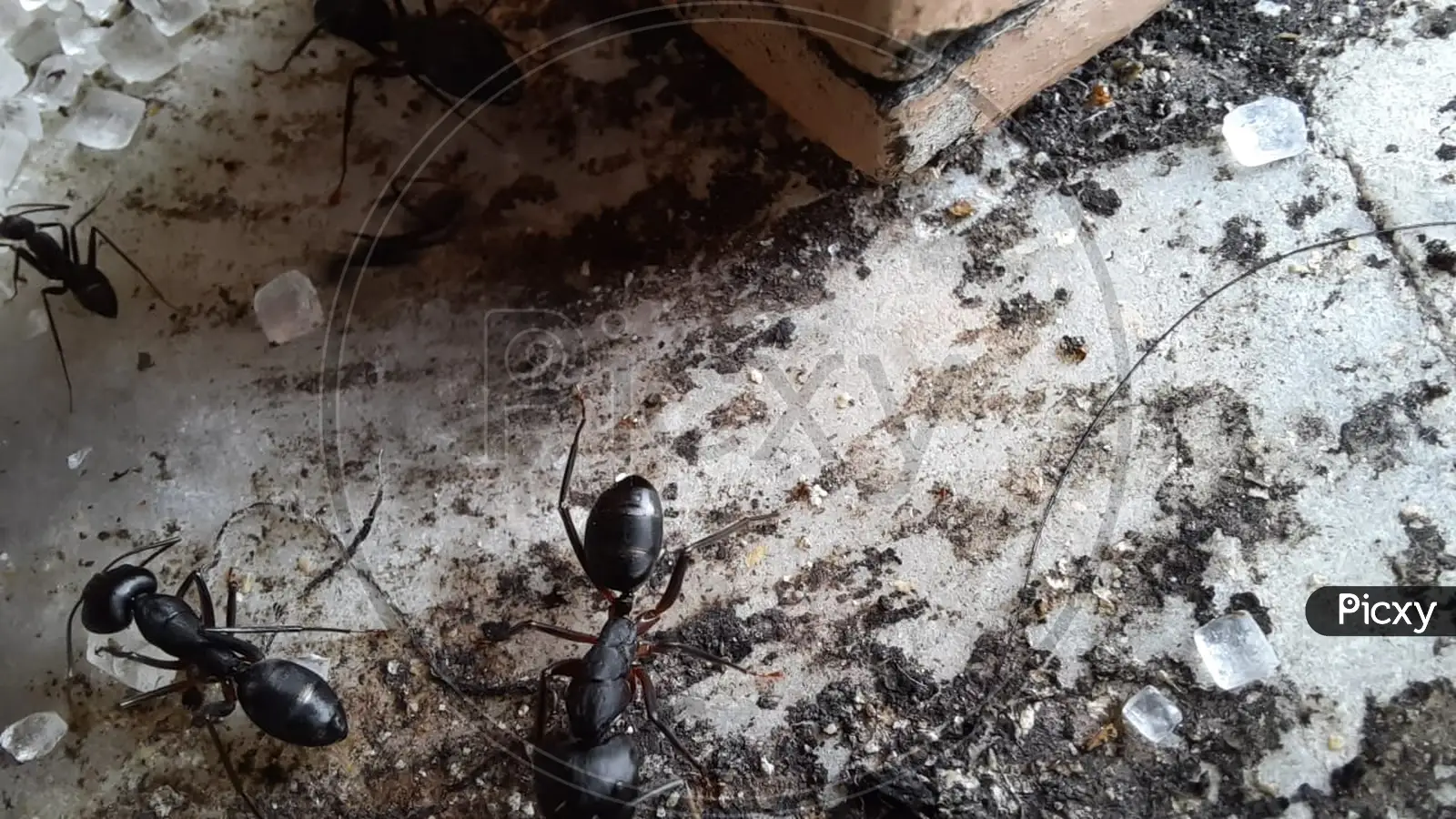 Image of Black Ant Eats A Rotten Mango Macro Closeup-WE163162-Picxy