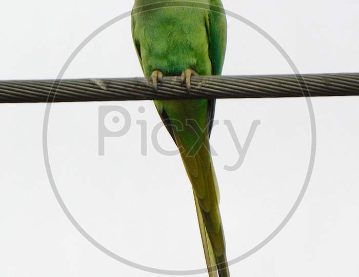 Parrot on wire