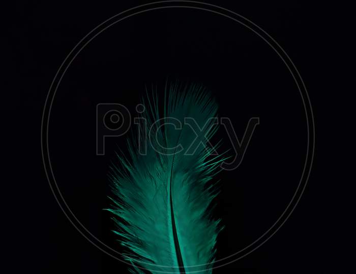 Feather, Green, Phone, Reflection