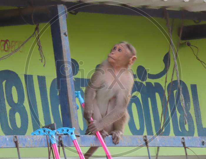 Chennai, Tamil Nadu, India. October 05, 2020 - A Naughty Monkey Arranging To Steal The Goods Hanging At The Shop