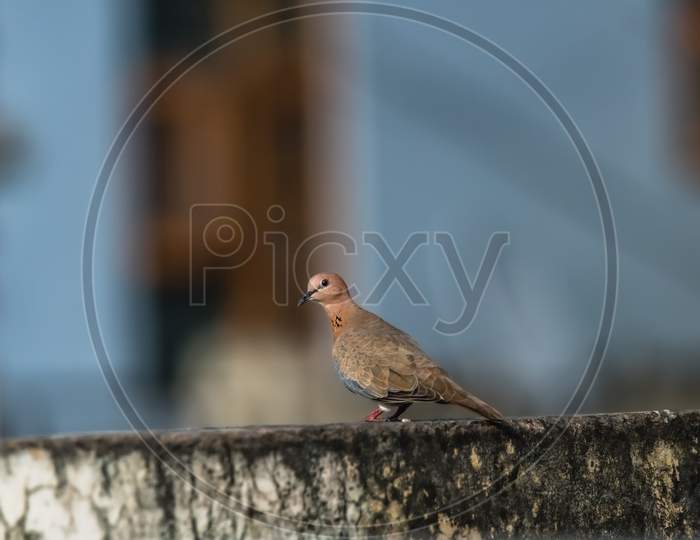 Eurasian Dove Perched On Cemented Wall