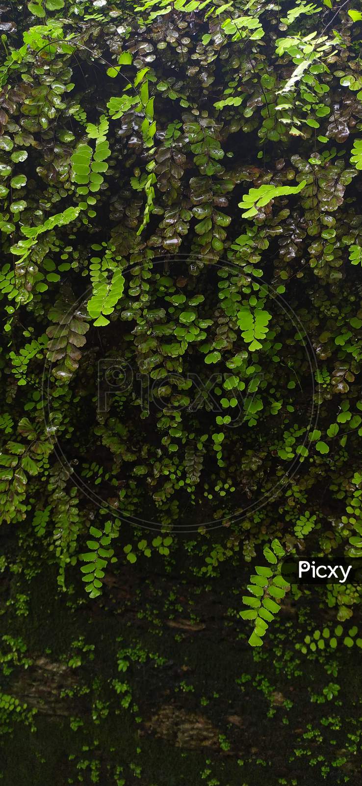 Wall Full Of Green Vegetation, Rainy Season
