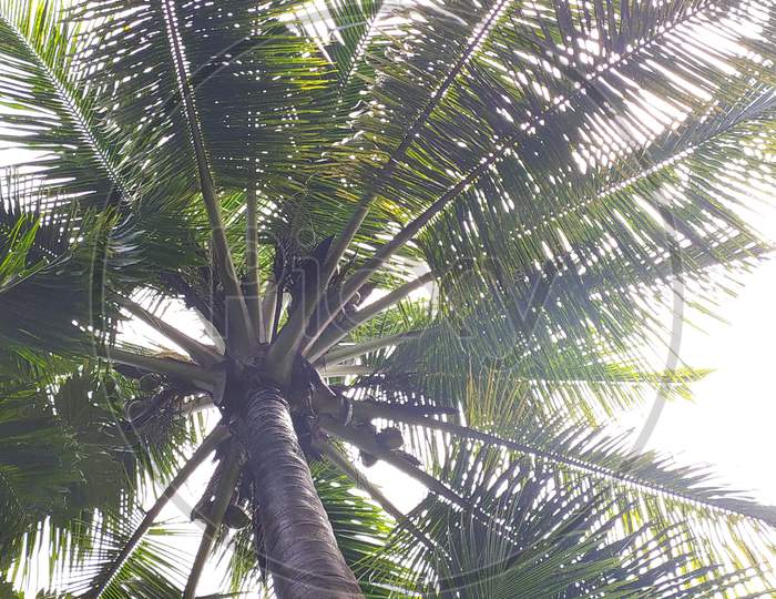 Coconut Tree, Bottom View