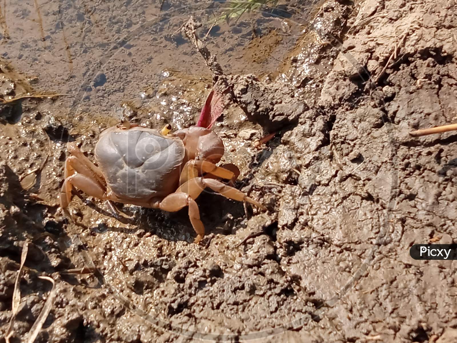 Crab in freshwater