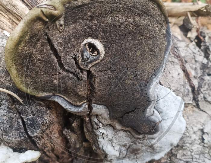 Trunk mushroom