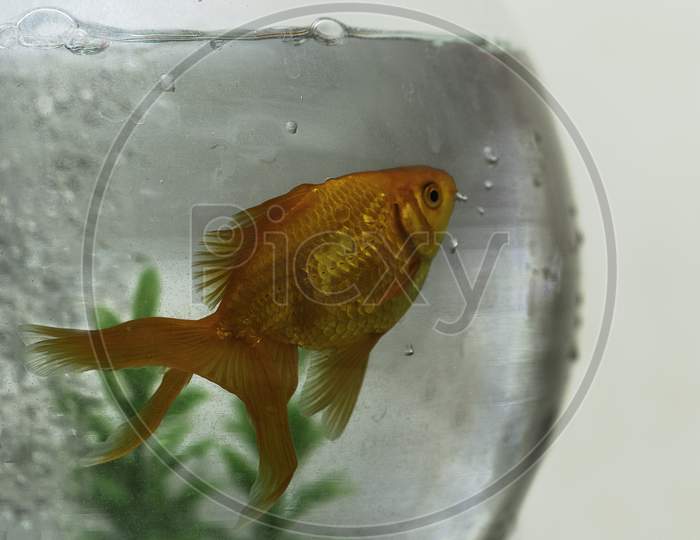 Golden Fish In Bowl