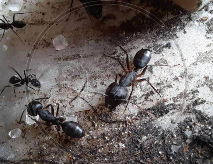 Macro photography of ants eating sugar