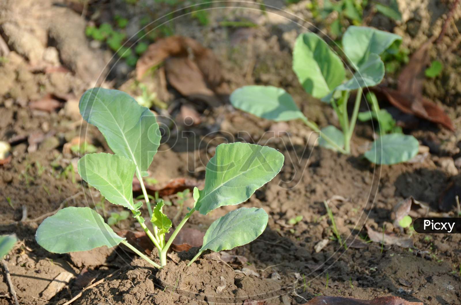 The Small Ripe Green Cabbage Plant Seedlings In The Garden.
